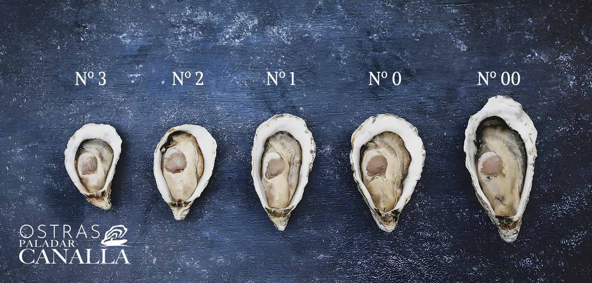 calibre de las ostras